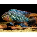 Rocio octofasciata Jack Dempsey