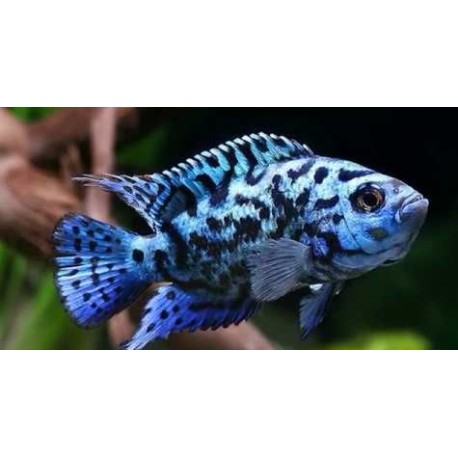 Rocio octofasciata Jack Dempsey Azul electrico
