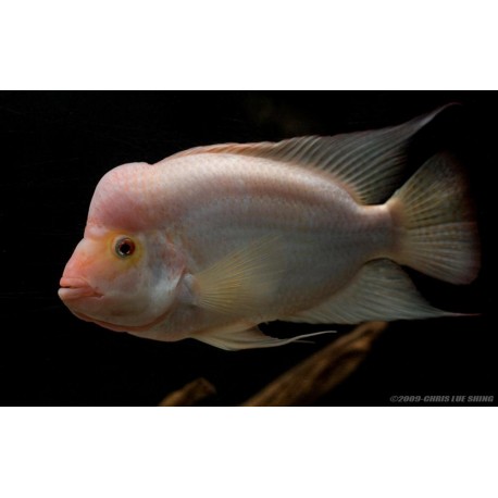 Amphilophus Citrinellus Rojo diablos