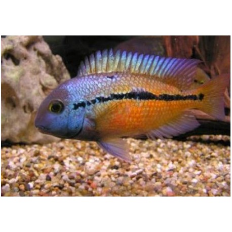 Cichlasoma Nicaraguense