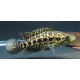 Parachromis Managuense Jaguar