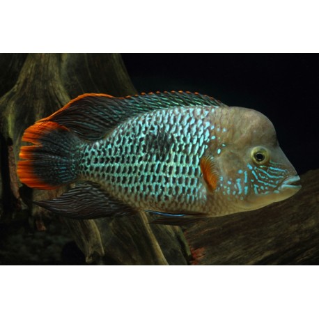 Andinoacara rivulatus. Terror verde