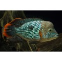 Andinoacara rivulatus. Terror verde