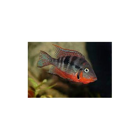 Thorichthys Meeki Boca de Fuego