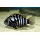 Archocentrus Nigrofasciatus. Ciclido convicto