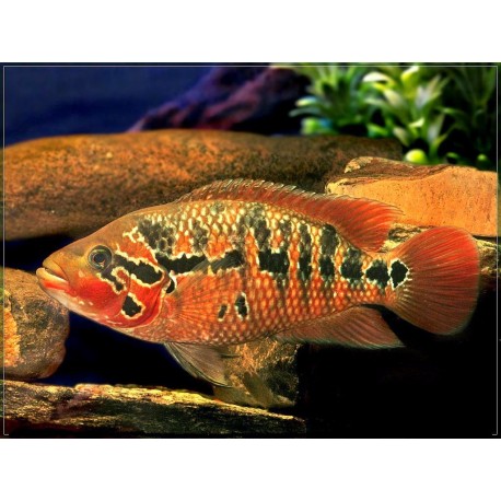 Parachromis motaguensis. Jaguar rojo