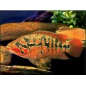 Parachromis motaguensis. Jaguar rojo