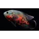 Astronotus ocellatus. Ciclido Oscar