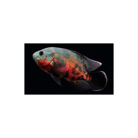 Astronotus ocellatus. Ciclido Oscar