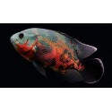 Astronotus ocellatus. Ciclido Oscar