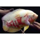 Astronotus ocellatus. Ciclido Oscar