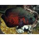 Astronotus ocellatus. Ciclido Oscar