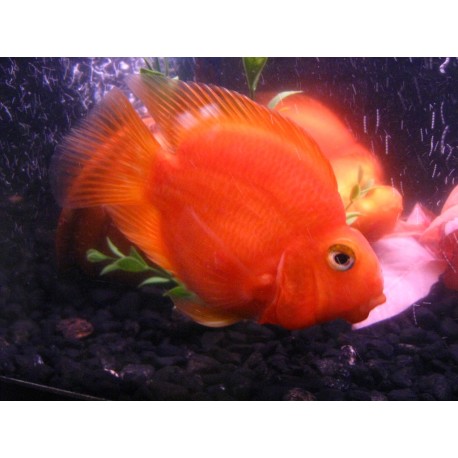 Ciclido Loro Rojo. Red parrot