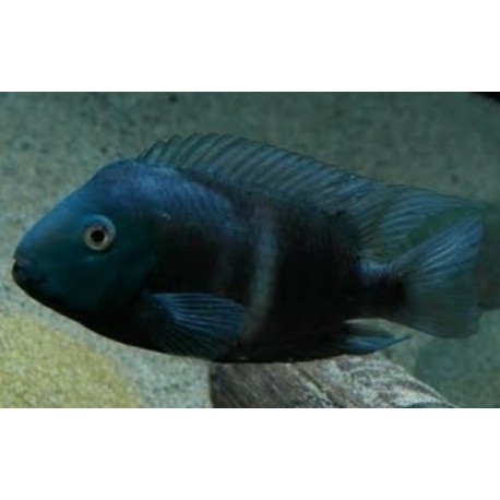 Neetroplus Nematopus