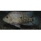 Herichthys Cyanoguttatus Santiago Lerma