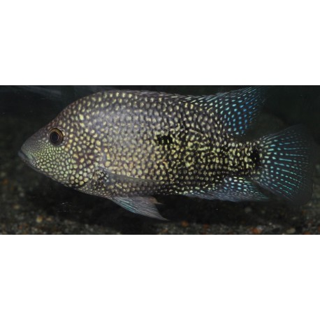 Herichthys Cyanoguttatus Santiago Lerma