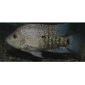 Herichthys Cyanoguttatus Santiago Lerma