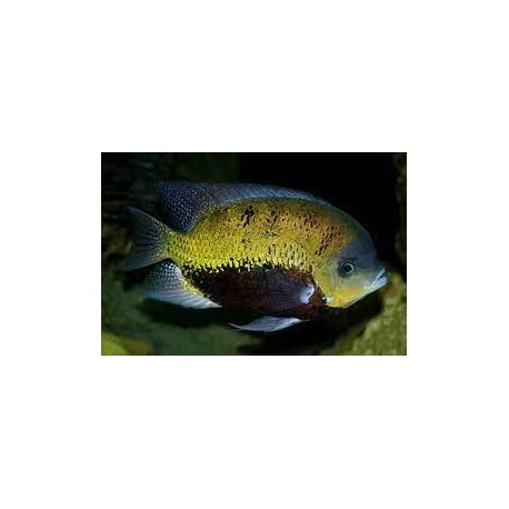 Herichthys pearsei. Vieja Amarilla