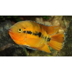 Herotylapia Multispinosa. Ciclido Arcoiris