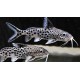 Listado de Peces Gato, Synodontis y similares