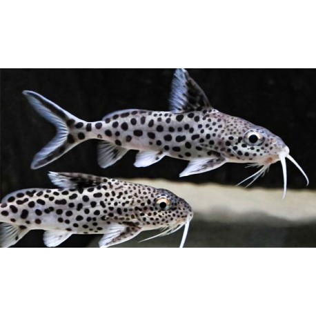 Listado de Peces Gato, Synodontis y similares