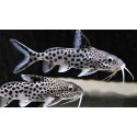 Listado de Peces Gato, Synodontis y similares