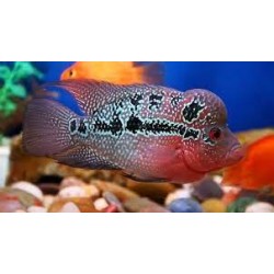 Cichlasoma Flower Horn