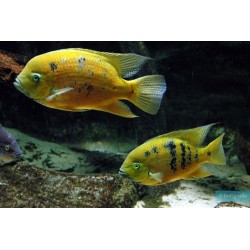 Cincelicthys Bocourti