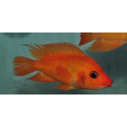 Amphilophus Labiatus Lago zapatera F2