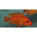 Amphilophus Labiatus Lago zapatera F2