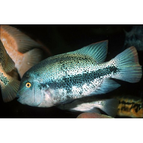 Vieja Zonata