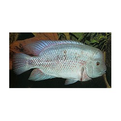 Vieja Breidohri Grijalva f2