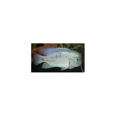 Vieja Breidohri Grijalva f2