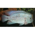 Vieja Breidohri Grijalva f2