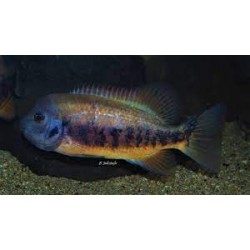 Tomocichla Tuba Sarapiqui