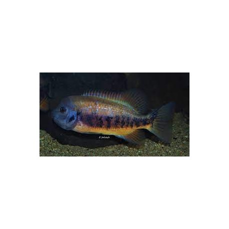 Tomocichla Tuba Sarapiqui