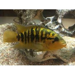 Parachromis Multifasciatus Pantanos de centla F2
