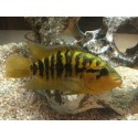 Parachromis Multifasciatus Pantanos de centla F2