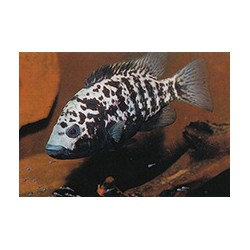 Nandopsis Tetracanthus