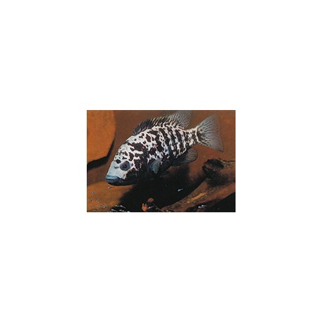 Nandopsis Tetracanthus