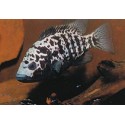 Nandopsis Tetracanthus