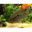 Cichlasoma amazonarum