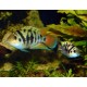 Cryptoheros sp.HONDURAN RED POINT
