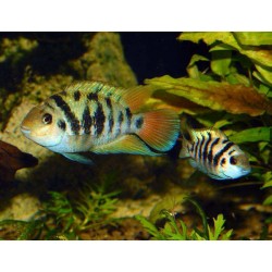 Cryptoheros sp.HONDURAN RED POINT