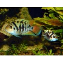 Cryptoheros sp.HONDURAN RED POINT