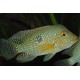 Geophagus Brasiliensis