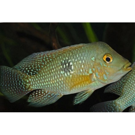 Geophagus Brasiliensis