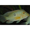 Geophagus Brasiliensis