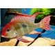 Geophagus Tapajos Red I Aleman