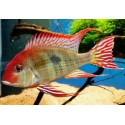 Geophagus Tapajos RedHead I Aleman